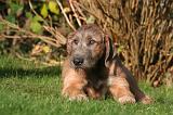 IRISH WOLFHOUND 410